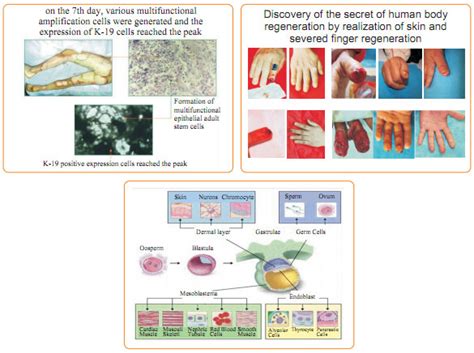 Life Of Cells In Human Body Human Body Anatomy