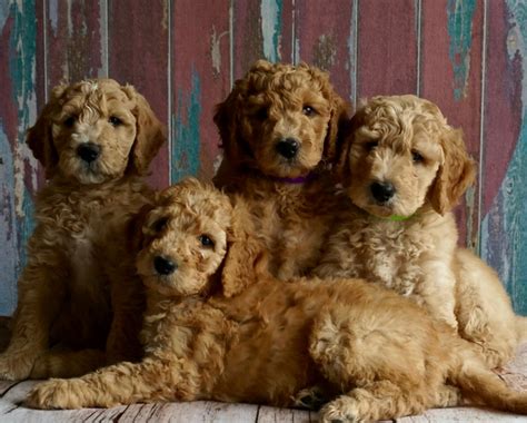 Which Dog Breeds Enjoys Cuddling The Most Dogvills