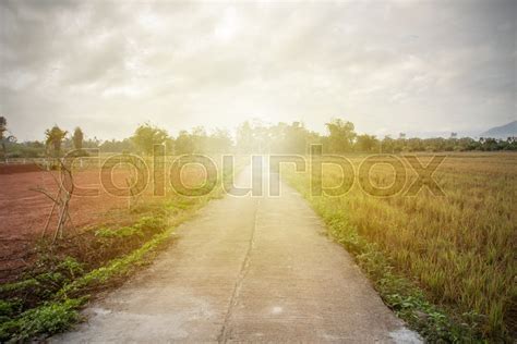 Concrete Road In The Countryside Has A Beautiful Green Rice Field Along