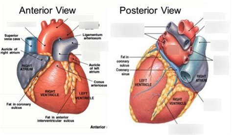 Heart External Anatomy Anterior And Posterior Diagram Quizlet