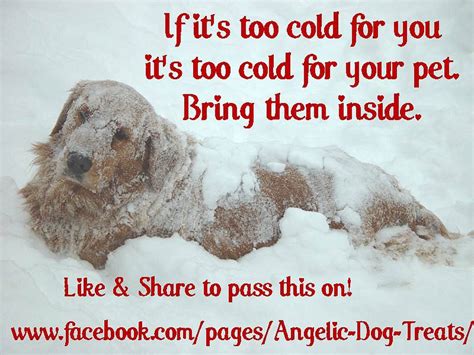 If Its Too Cold For You Its Too Cold For Your Pet Bring Them Inside