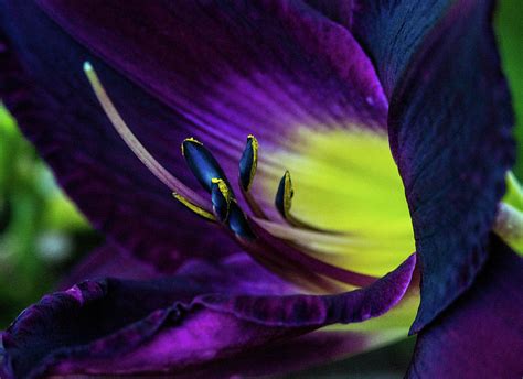 Deep Purple Lily Up Close Photograph By Douglas Barnett Fine Art America