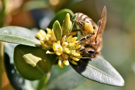 7 Things You Didnt Know About Bees