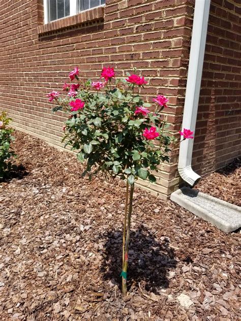 Red Knock Out Rose Trees For Sale
