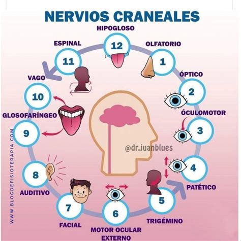Estudio De Los Nervios Craneales Blog De Fisioterapia