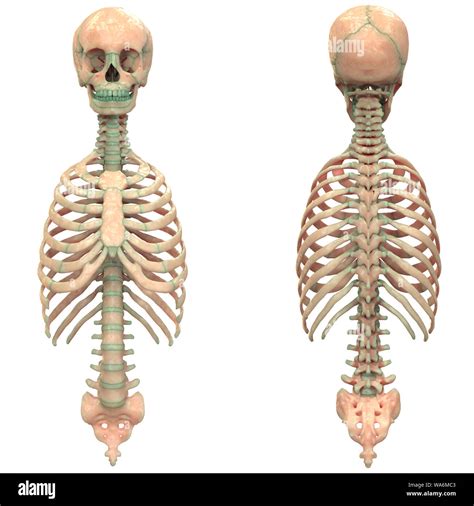 Human Skeleton System Axial Skeleton Anatomy Stock Photo Alamy