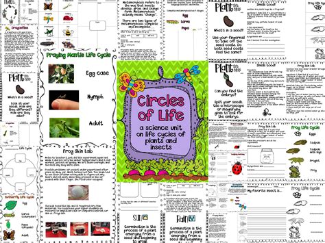 The Circle Of Life Science Engage Circle Of Life Explore Game