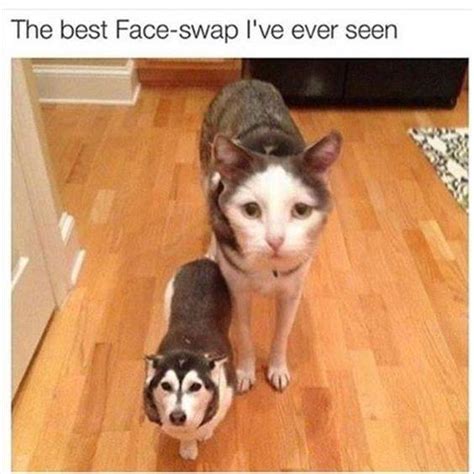 The Best Face Swap Ive Ever Seen Funny Pet Humor Lol