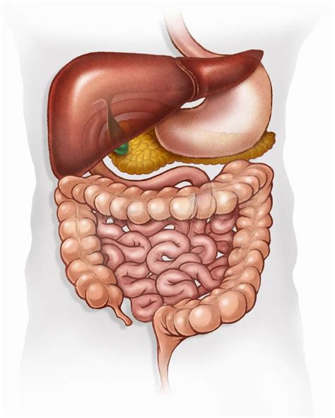 Digestive System Free Stock Photos Stockfreeimages