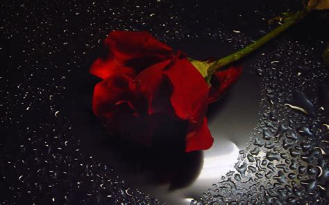 Red Rose In Water Drops Heart