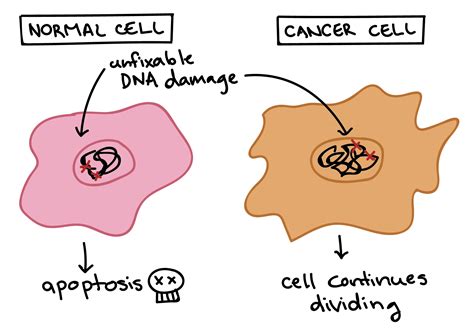 Biology The Cell Cell Reproduction Cancer And The Cell Cycle Oer