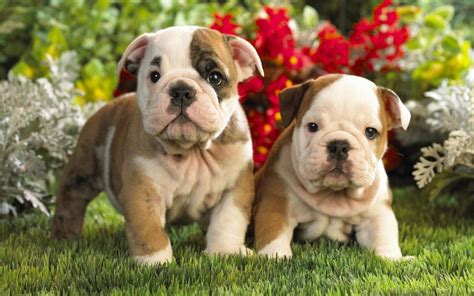 Cute Bulldog Puppies Wallpapers On Wallpaperdog