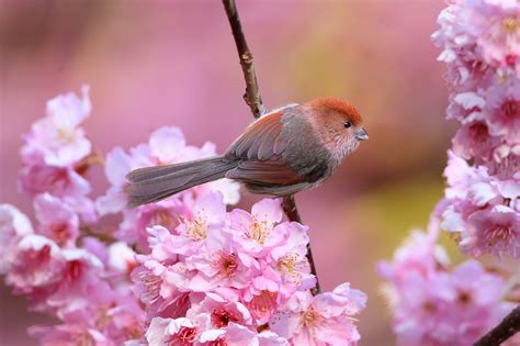 Animals Birds Pink Flowers Flowers Pink Blossoms 1920x1279