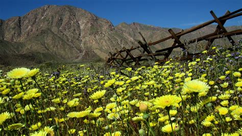 Desert Wildflowers Wallpapers Top Free Desert Wildflowers Backgrounds