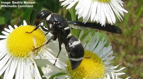 Black And White Bees Wasps And Hornets With Pictures Identification