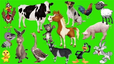 Farm Animals Sound And Name For Kids Kids Learn Domestic Animals Name