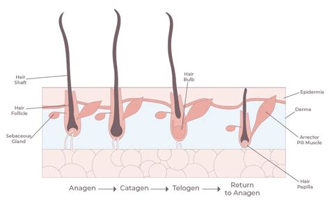 Each phase has specific characteristics that determine the length of the hair. Hair Growth Cycle - The 3 Stages Explained - Grow Gorgeous