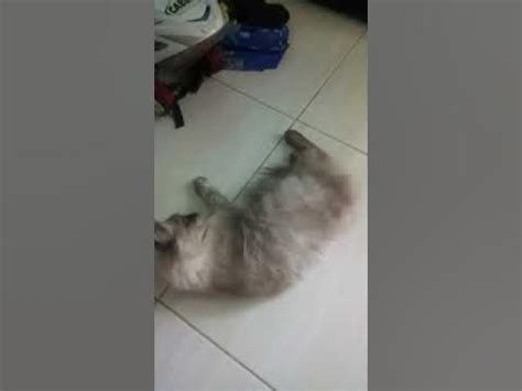 guling kucing