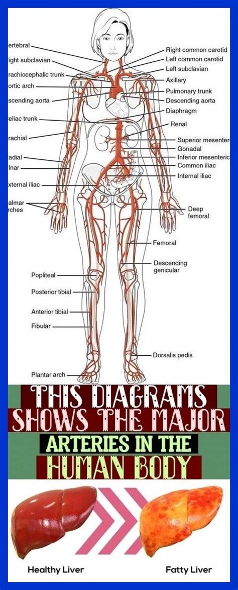 This Diagrams Shows The Major Arteries In The Human Body Dieses