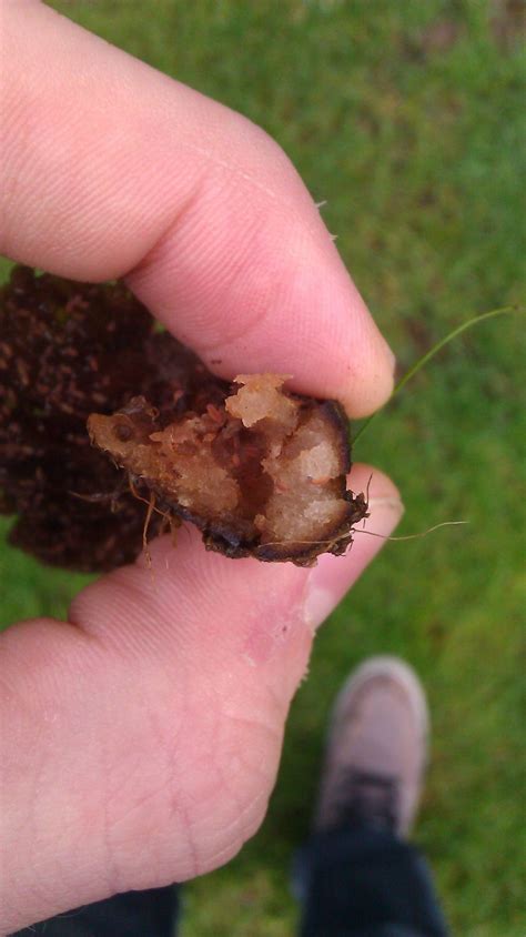 Help Id This Lawn Species Pacific Northwest Mushroom