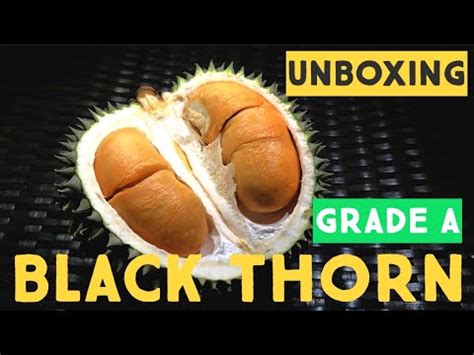 Our product quality delights you with every new order. Yuukk unboxing Durian Black Thorn (Ochee) Grade A dari ...
