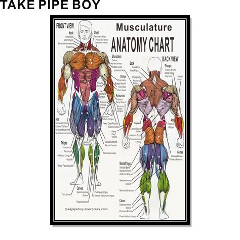 Muscle Chart Back The Human Muscular System Laminated Anatomy Chart Images