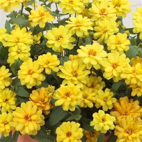 Everwilde farms is a unique company that works with seeds from several arenas, and brings them all under one roof. Zinnia Profusion Double Sunrise Mix annual flower seeds ...
