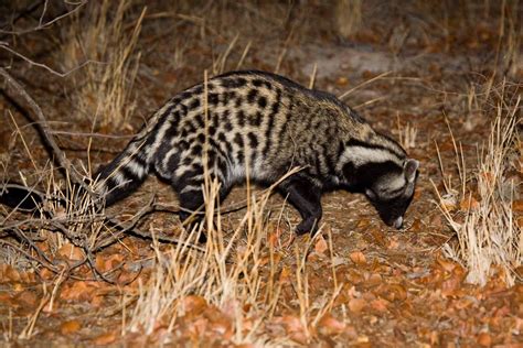 African Civet African Civet African Wildlife African Animals