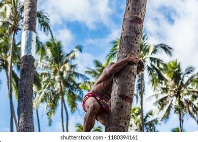 Man Climbing Coconut Tree Stock Photo 1180394161 Shutterstock