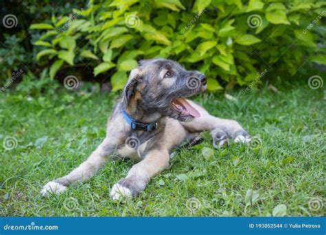 Puppy Irish Wolfhound Dog On Meadow In The Park During The Morning