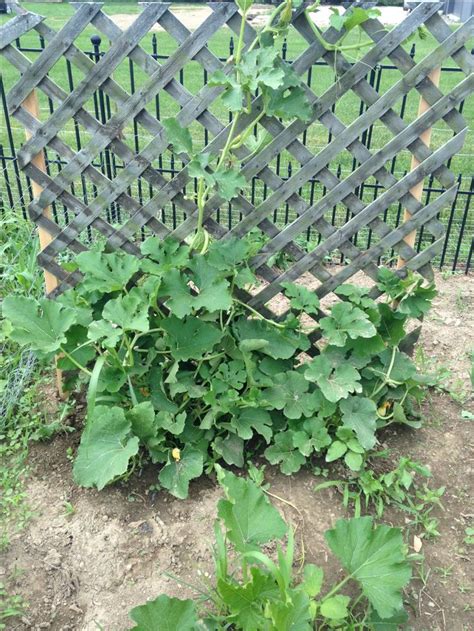 I'd like to make a trellis to keep them off the ground. Trellis for cucumber, zucchini, spaghetti squash ...