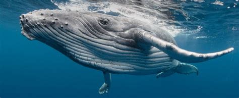 Whales Underwater Tours Snorkelswim With Humpback Whales Underwater
