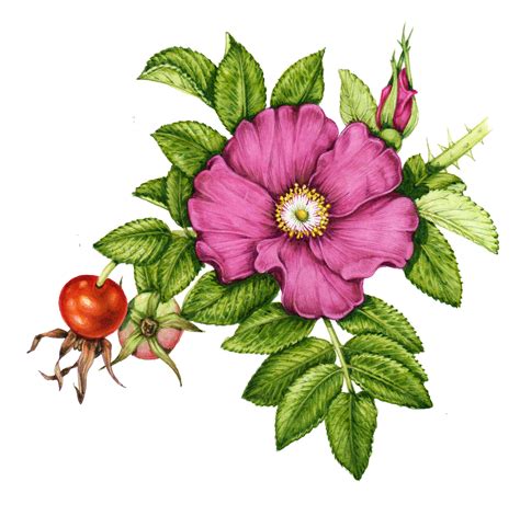 Botanical Illustration: Rosehips - Lizzie Harper