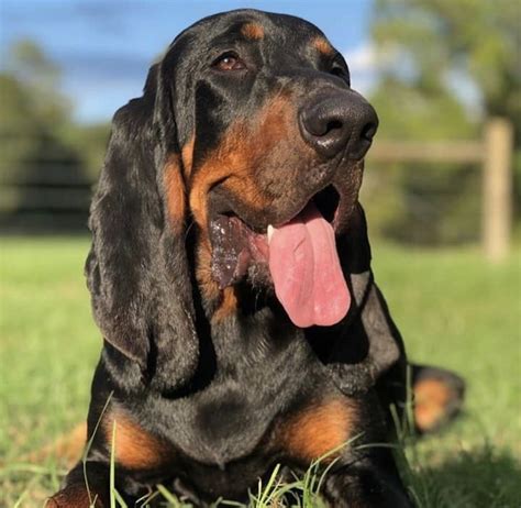 Pin On Black And Tan Coonhounds