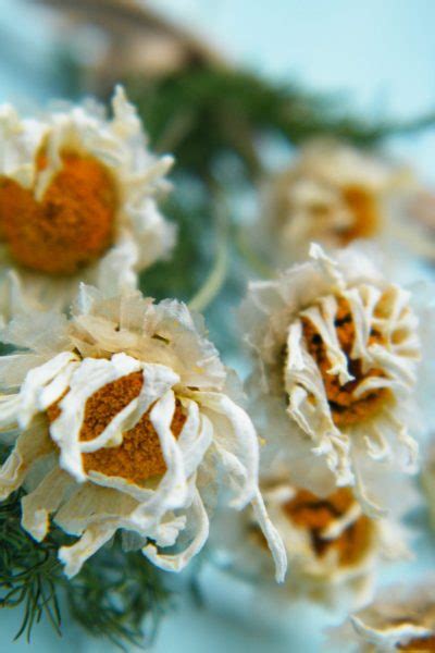 Air Drying A Daisy Bunch Dried Flower Craft