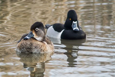 Len's Lens - Confessions of a digiscoper: Ring-necked Duck - Aythya ...