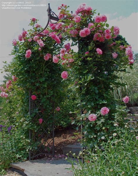 Plantfiles Pictures Floribunda Large Flowered Climbing Rose Dream