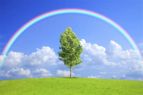Sky Clouds Rainbow Trees Nature Wallpapers Hd