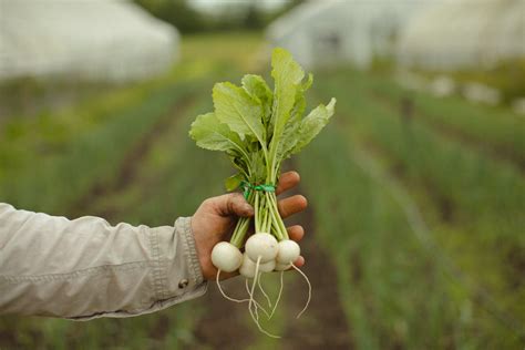 4 Ways To Cook With Your Bda Turnips — Bois Darc Farm
