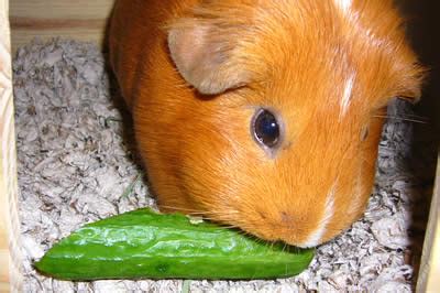 Because of this, guinea pigs can eat limes but not too regularly because of its phosphorus, sugar and calcium content. Guinea Pig Vegetable and Fruit Requirements
