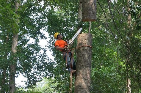 Climber Cut Trunk Crane Lifting Aaa Tree Service Near You Tree