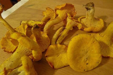 North Carolina Edibles Mushroom Hunting And