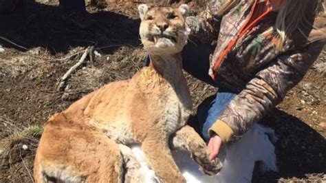 Dead Cougar Found Near Thunder Bay Starved To Death Pathologist Says Cbc News