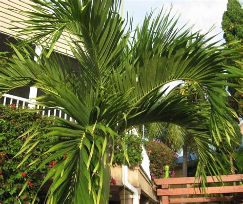Christmas Palm Adonidia Merrillii