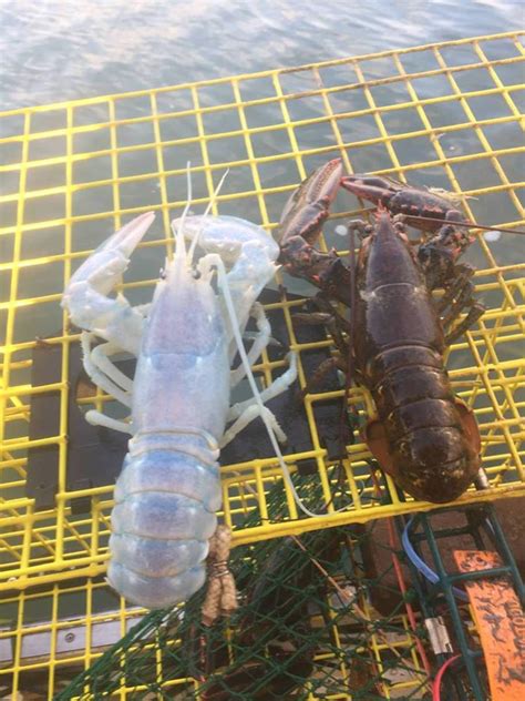Translucent Lobster Landed Video Passagemaker