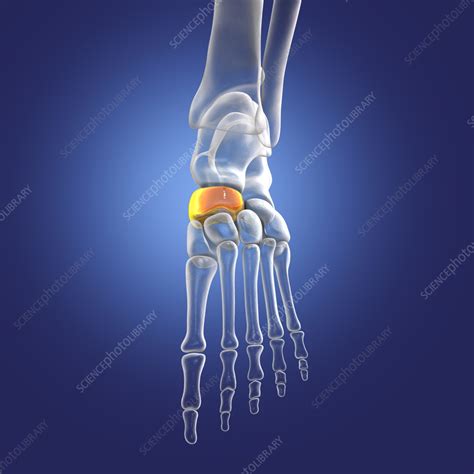 Navicular Bone Illustration Stock Image F0366569 Science Photo