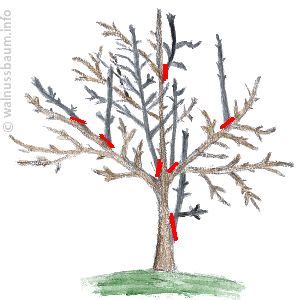 Zu dieser jahreszeit tritt aus den schnittwunden nur wenig saft aus und die wunden verheilen noch vor dem winter. Walnussbaum schneiden | Walnussbaum.info | Walnussbaum ...