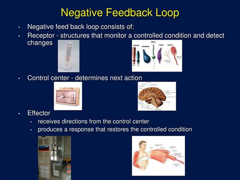 Ppt Introduction To Physiology Powerpoint Presentation Free Download