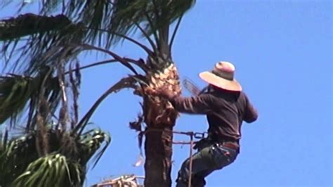 Palm Tree Trimming With A Chainsaw Youtube