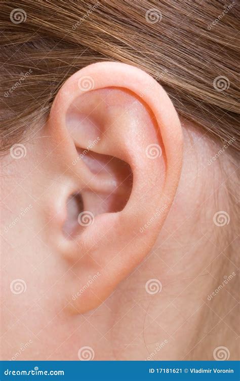Human Ear Stock Image Image Of Care Brown Beeswax 17181621